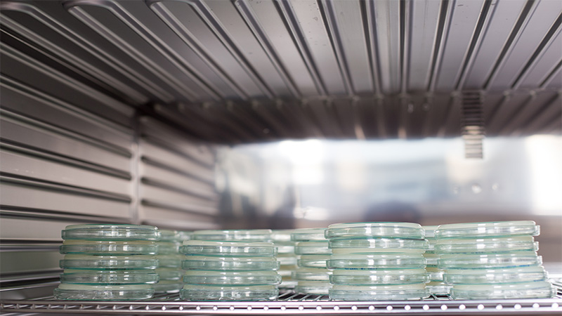 Incubator with petri dishes in it