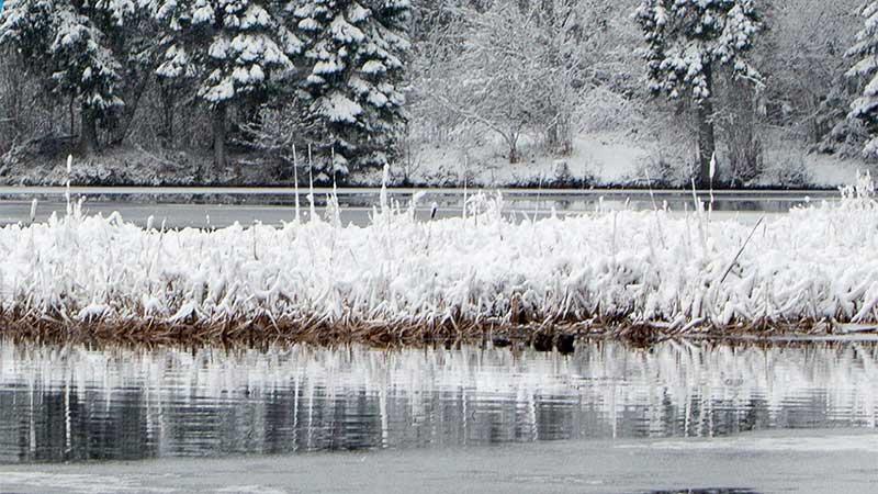 Lake and forest in winter