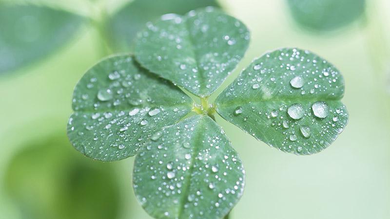 Four leaf clover with droplets