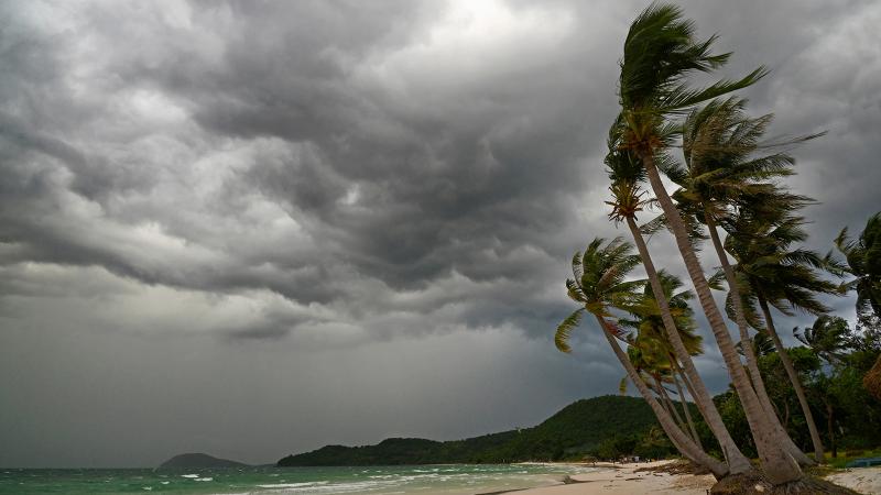 Palm trees in hurricane winds