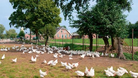 Animal farming