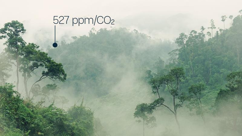 Misty jungle scenery
