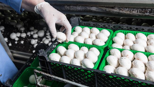 Boxing mushrooms