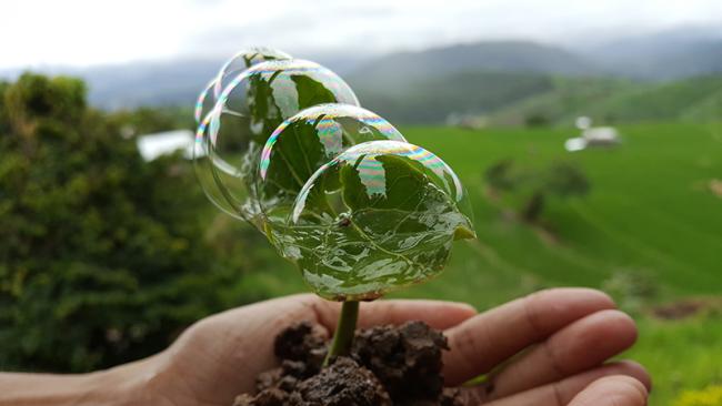 Hand holding plant