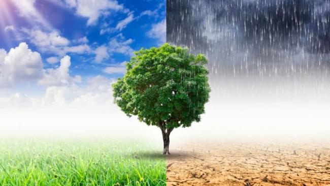 Weather Ready Nation Ambassador image of a tree