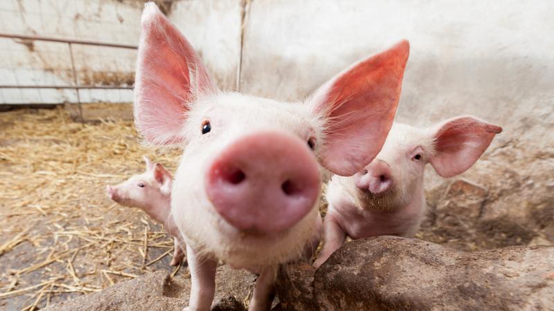 Pigs in a farm